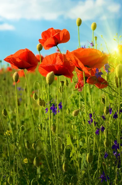 Fabulous landscape with flowers poppies against the sky and sunr