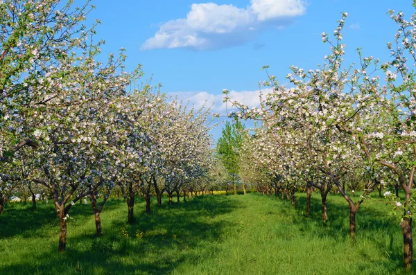 Apple orchard in blossom in spring sunny day against the sky (ba