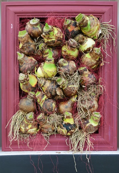 Onion, tulip roots in the artistic frame