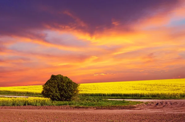 Mystical landscape with lone bush in a field of rape flowers at