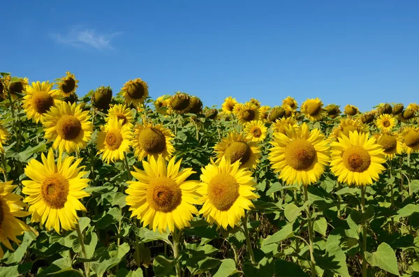 The charming landscape of sunflowers in the field against the sk