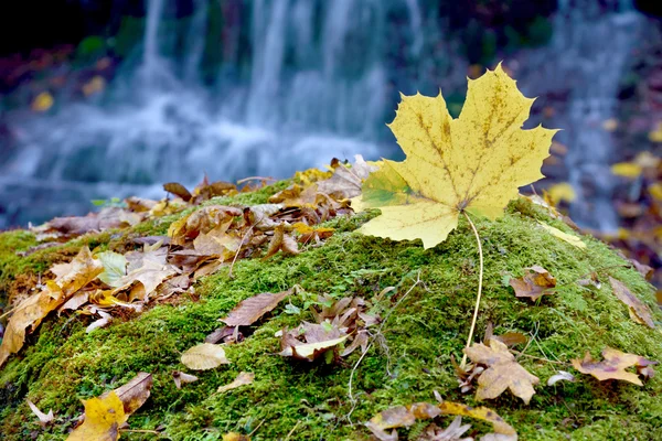 Fabulous landscape of the maple leaf on a rock with moss on the