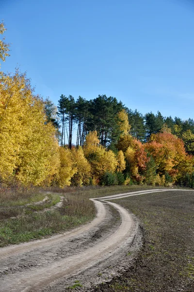 Beautiful landscape with road near autumn forest (loop, purpose,