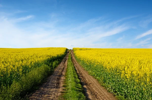 Beautiful landscape with road in the heaven middle of the field