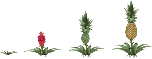 菠萝生长过程 ︰ 从萌芽到菠萝 - 图库矢量图像