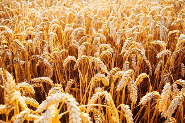 Wheat field. Ears of golden wheat closeup. Rich harvest Concept