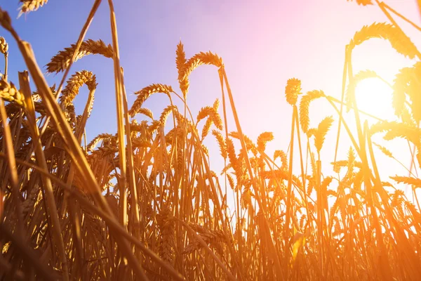 Wheat field. Ears of golden wheat closeup. Rich harvest Concept