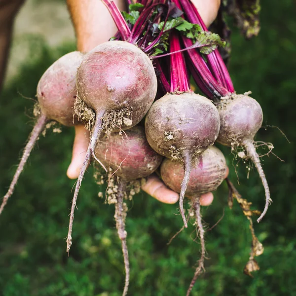 Farmer hands in gloves holding a bunch of freshly harvested beetroots and a garden spade