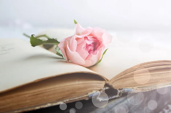 Pink rose on an open old book