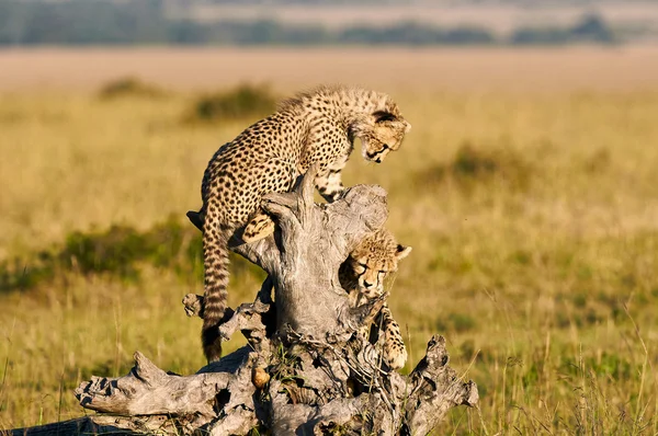 Two young cheetahs