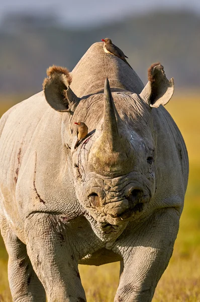 Beautiful black rhino portrait