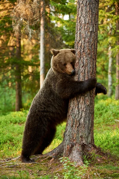Brown bear leaning against a tree