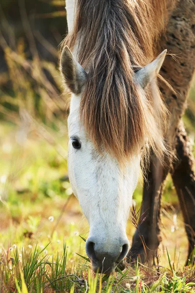 Portrait of a white horse of Camargue