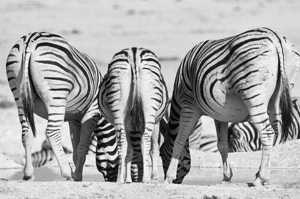 Three zebras photographed from behind
