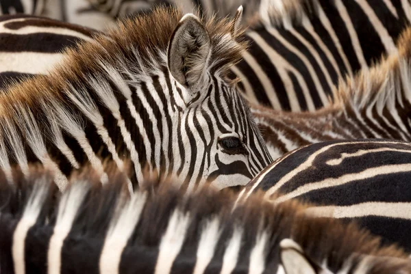 Black and white stripes of zebras