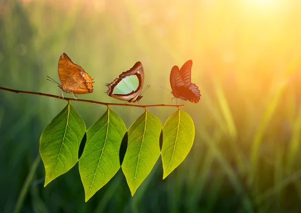 Three butterfly on green leaf and sunlight