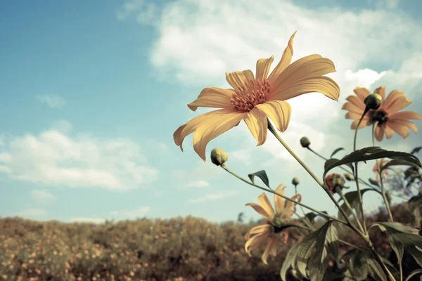 Mexican sunflower weed and blue sky background