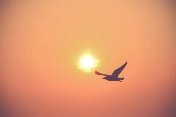 Flying silhouette bird