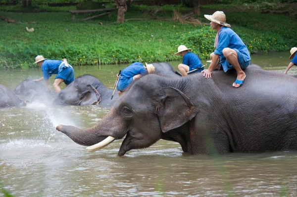 LAMPANG, THAILAND - MAR. 26: Daily elephants bath at The Thai El