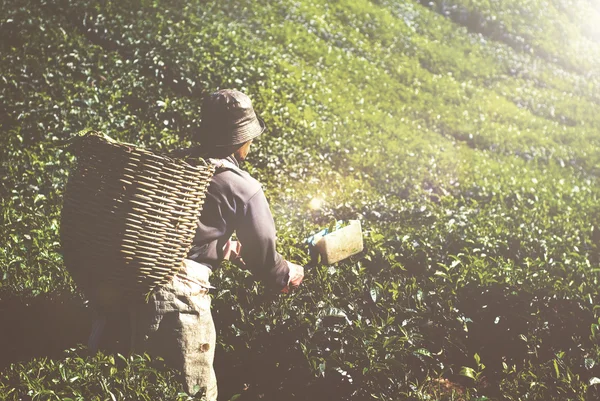 Picker harvesting tea leaves