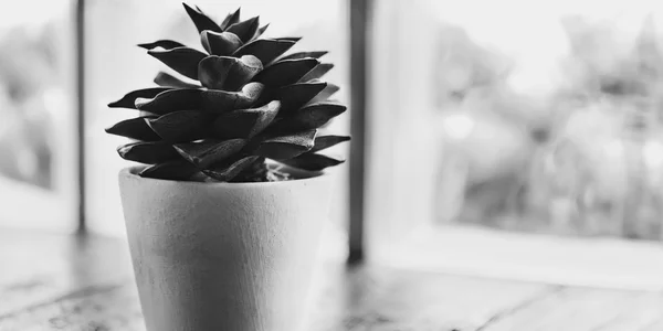 Little plant on wooden table