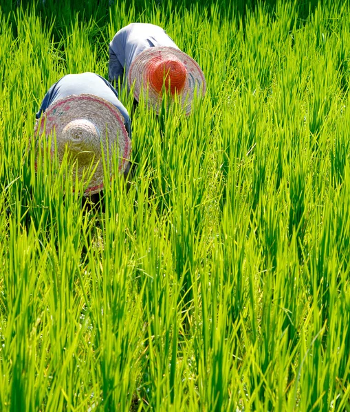 Rice farmers in Malaysia