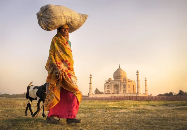 Indian woman and goats