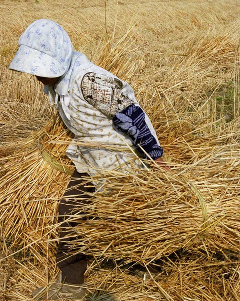 Senior female farmer moving hay