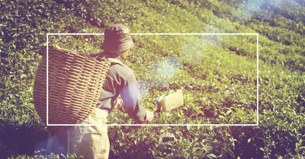 Pickers harvesting tea leaves