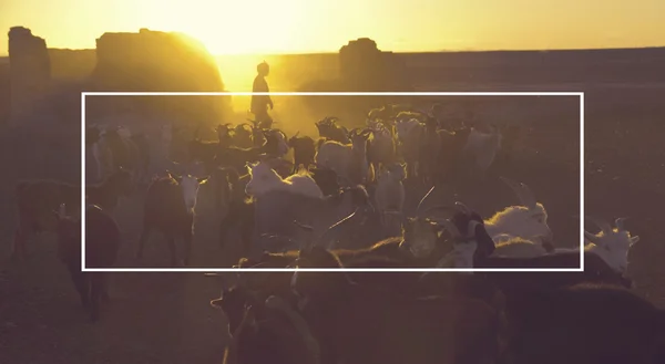 Kazakh boy herds his goats for milking