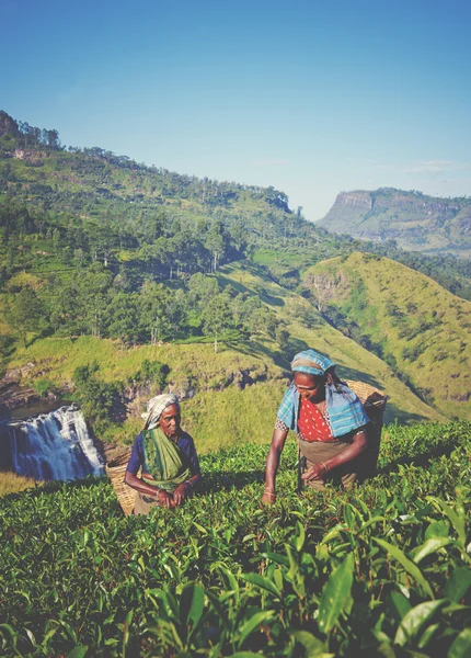 Women Picking Tea Leaves Concept