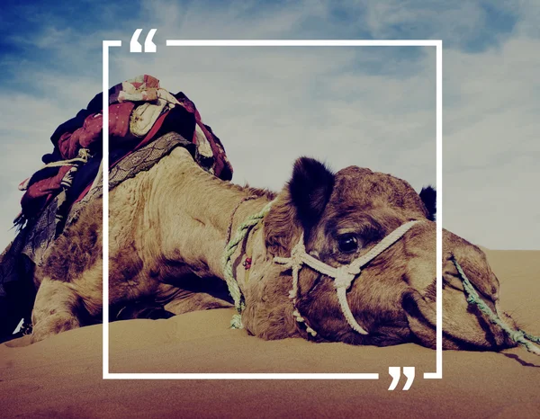 Quotation Marks Frame with camel Concept