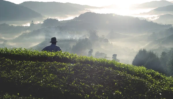 Agriculture Harvesting Tea Concept