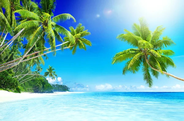 Tropical Paradise Beach Concept