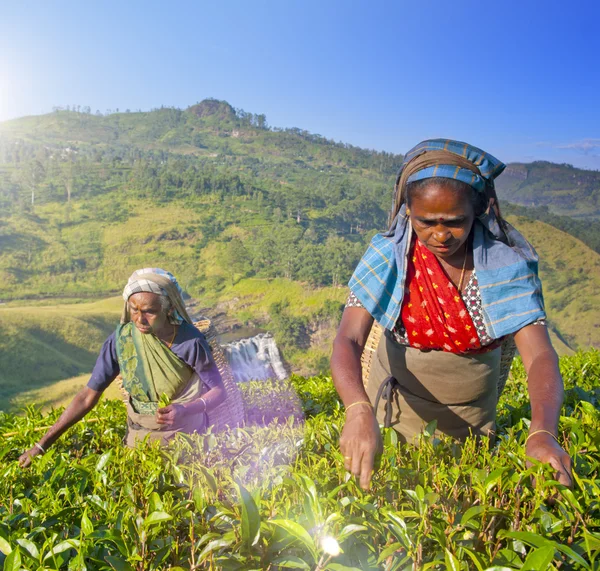 Women Tea Pickers Sri Lanka Concept