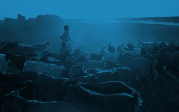 Kazakh boy herds his goats for milking