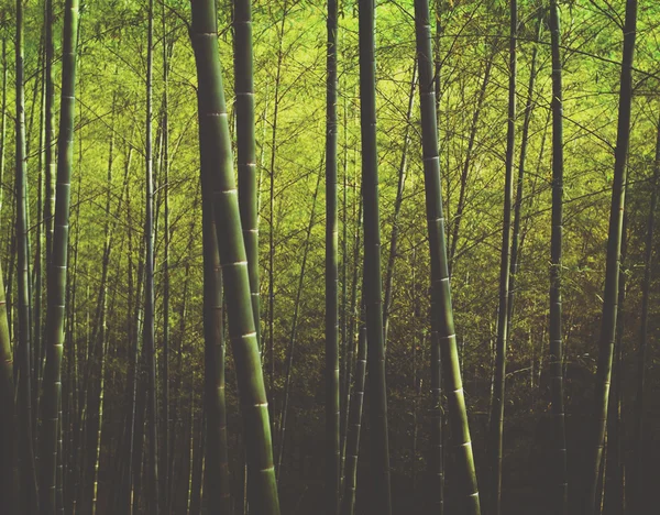Bamboo Forest in China