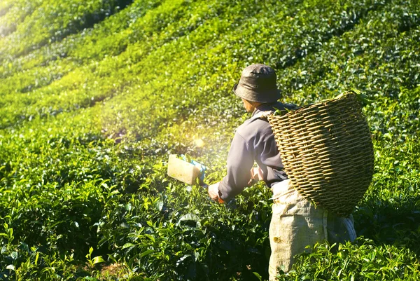 Picker Harvesting Tea