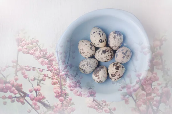 Double exposure of blue bowl with fresh quail eggs and blossoming apple tree branch