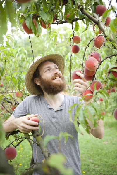 Bearded smiling boy farmer who gathers peaches from the orchard with straw hat