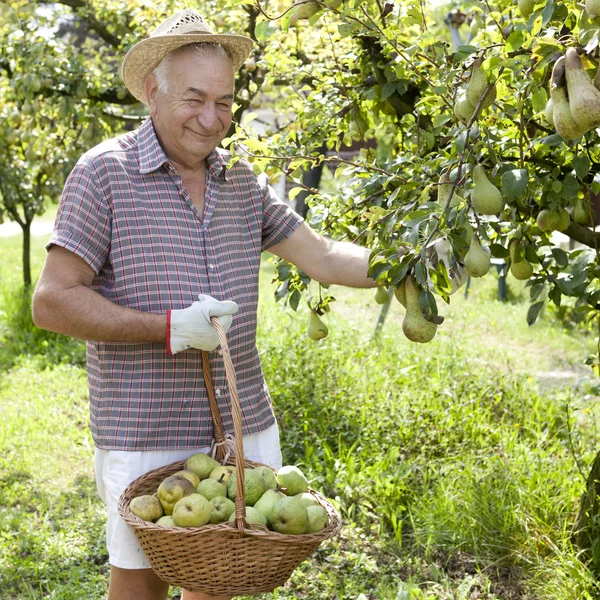 Smiling man granfather farmer who gathers pears from tree with straw hat and basket full of pears