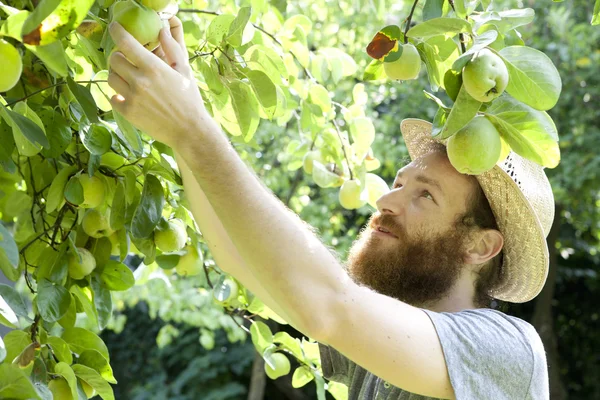 Young bearded boy farmer who gathers pears from trees with straw hat