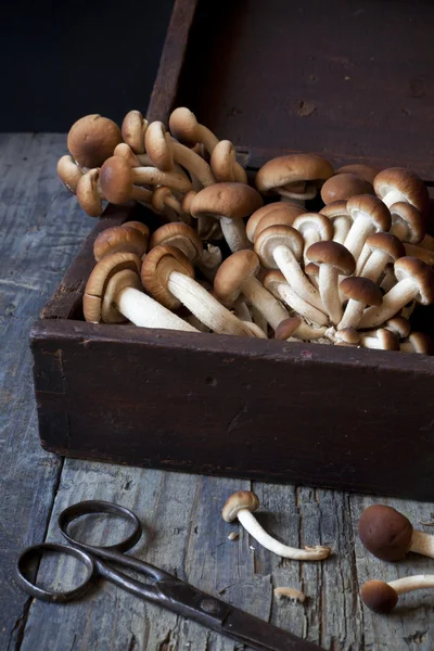 Fresh picked mushrooms on vintage wooden box on rustic table with old scissor