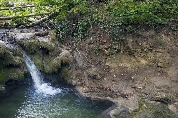 Forest stream in the woods