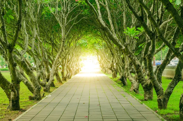 Tree Tunnel and Desert Rose with god light in the end of road at nan thailand
