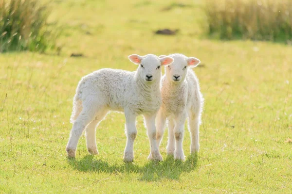 Cute Easter Lambs