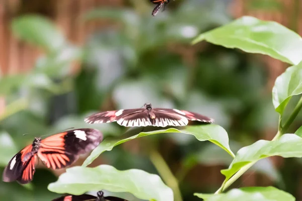 Butterflies and Flowers