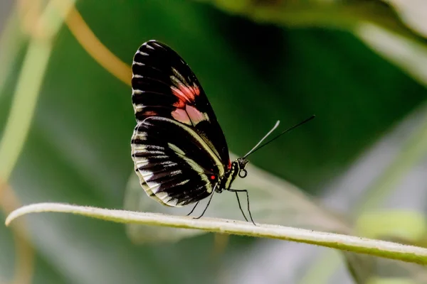 Butterflies and Flowers