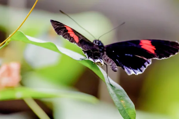 Butterflies and Flowers