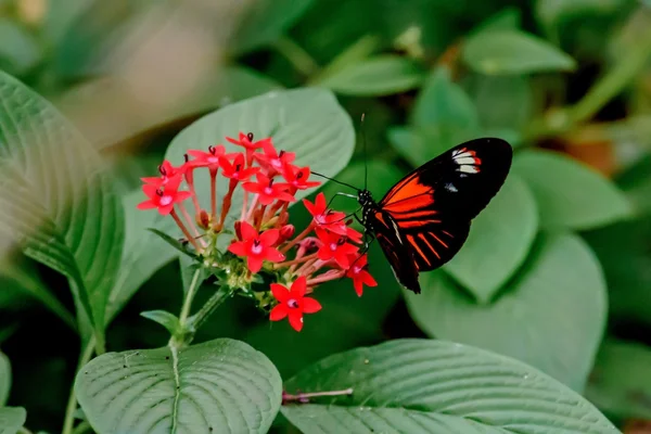 Butterflies and Flowers